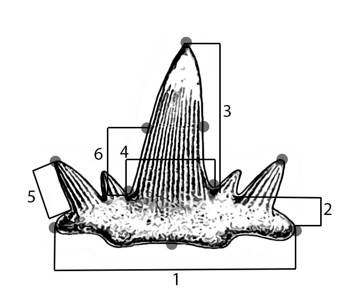 Representative cladodont tooth with landmarks and linear measurements utilized in descriptions and analyses. Landmarks represent distal and medial points associated with the root and each cusp while linear measurements encompass maximum depth, width, and height of the root and each cusp.