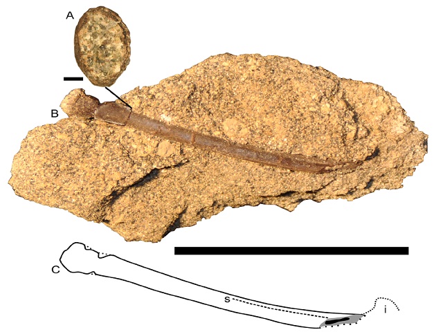 Possible manual phalanx from a pterosaur, RAM 15445. A) Cross section of bone at point indicated by line to B; B) Photograph of bone; C) interpretive line drawing of bone. Abbreviations: i, impression; s, sulcus. Upper scale bar, for A, equals 1 mm. Lower scale bar, for B and C, equals 5 cm. Figure by the authors