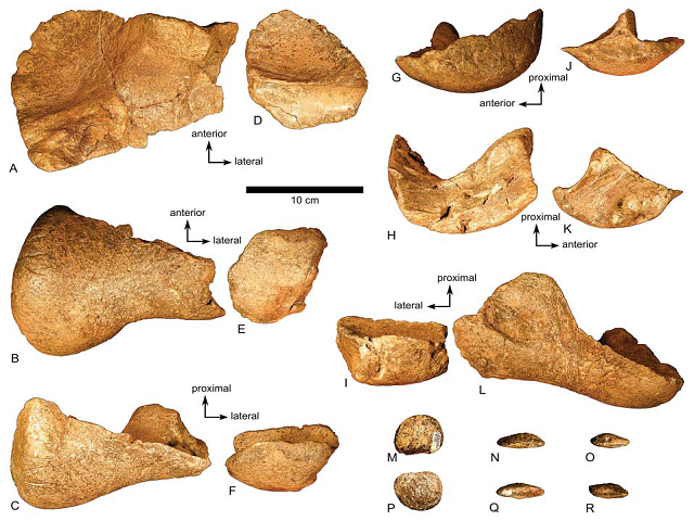 Right tarsals from a hadrosaurid dinosaur, RAM 7150. The astragalus is shown in A) proximal, B) distal, C) posterior, G) medial, H) lateral, and L) anterior views. The calcaneum is shown in D) proximal, E) distal, F) posterior, J) medial, K) lateral, and I) anterior views. The astragalus/calcaneum pairs in A-F and I-L are shown with a slight separation between their contacting surfaces, and the arrows indicate anatomical directions for each pair. M-R) tarsal IV; M and P show proximal and distal views, respectively; the precise orientation of the other views is not known due to disarticulation of the tarsal from the metatarsals after preparation. Photography by the authors. Courtesy of RAM