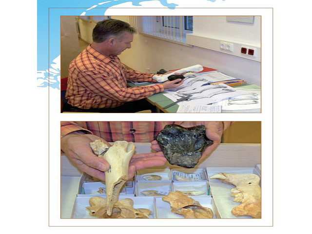 (previous page). The distal end of the humerus of Homotherium crenatidens from the North Sea. A) Anterior view, B) posterior view, C) medial view, D) lateral view and E) distal view of the trochlea. Collection Bert Schagen, Texel, The Netherlands. Photography Hans Wildschut.