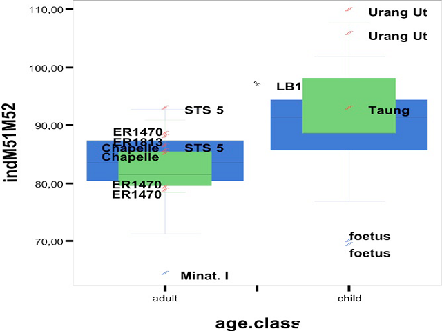 Boxplot of the right orbital index of Homo floresiensis and the combined left and right orbital indices of all other individuals. When Homo floresiensis is compared with Homo erectus, it falls within the middle 50% of children, but outside the range of adults. When Homo floresiensis is compared with Homo sapiens, it falls outside the range of adults but is clearly within the range of children. The ranges of children and adults overlap, but in general the orbital indices of children are higher than the orbital indices of adults. Homo sapiens is indicated in blue (wide), Homo erectus is indicated in green (narrow), all other species in red and the black dot is Homo floresiensis LB1