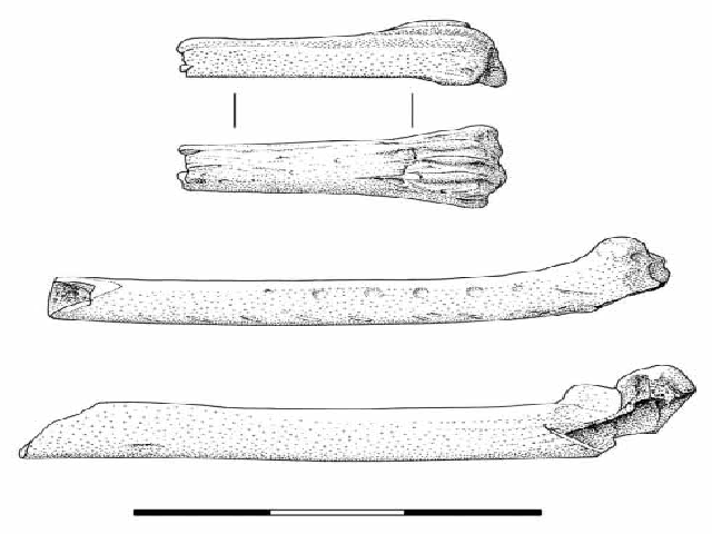 From top to bottom. Tarsometatarsus Anas platyrhynchos in two aspects (left lateral and anterior respectively). Middle: ulna Lagopus sp. in dorsolateral aspect